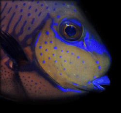 Blue Parrotfish- Saipan Grotto NMI by Martin Dalsaso 
